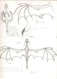 some drawings of different types of bats