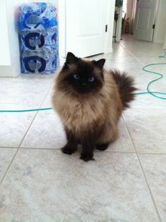 a fluffy cat is sitting on the floor