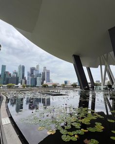 the water is full of lily pads in front of a city's tall buildings