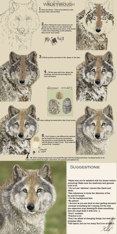 the wolf's head is shown in four different ways