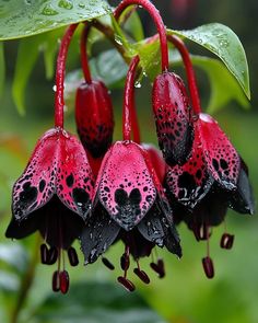 red and black flowers with drops of water on them