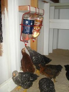 several chickens are eating food out of a can hanging from a rack on the wall