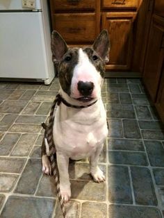 a brown and white dog sitting on top of a kitchen floor