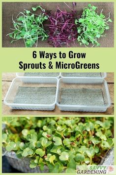 four different pictures with plants in them and the words 6 ways to grow sprouts & microgreens