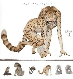 a drawing of a cheetah and other animals in different stages of development, from top to bottom