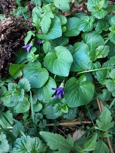 purple flowers are growing in the grass near some dirt and mulchy ground cover