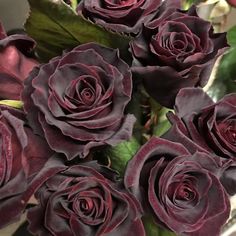 a bunch of purple roses with green leaves