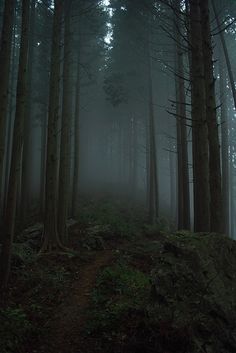 a path in the middle of a foggy forest