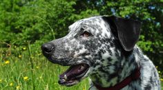 a dalmatian dog is standing in the grass and looking off into the distance