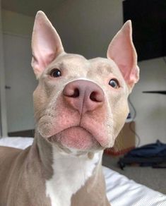 a close up of a dog laying on a bed with its tongue out and it's eyes wide open