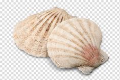 two seashells on a white background, one shell is half open and the other half closed