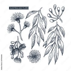 australian flora flowers and leaves hand drawn sketch on white background, vintage engraving style illustration