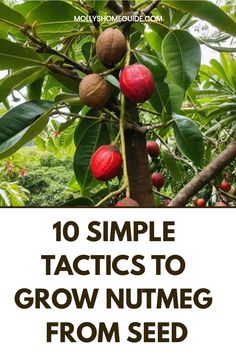 some nuts growing on a tree with the words 10 simple tactics to grow nutmeg from seed