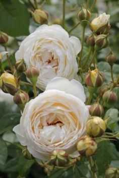 three white roses are blooming in the bush together, with green leaves and buds around them