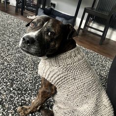 a dog wearing a sweater sitting on the floor