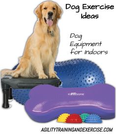 a dog sitting on top of an exercise mat next to a purple toy with the words, dog exercise ideas