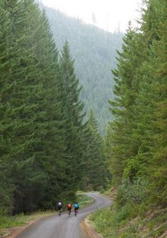 three people riding bikes down a road surrounded by tall pine trees on both sides of the road