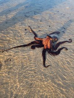 an octopus is laying on the sand at the beach