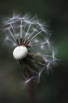 a dandelion with white seeds blowing in the wind