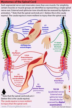 Nerve Anatomy, Physical Therapy School, Bolesti Chrbta, Spinal Nerve, Spine Health, Muscle Anatomy, Human Anatomy And Physiology