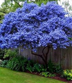 a blue tree in the middle of a garden