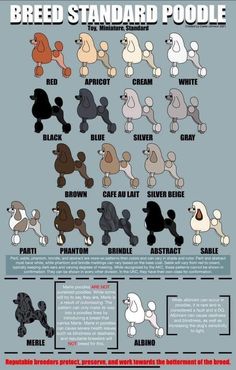 the poodle breed is shown in different colors and sizes, including white, brown, black