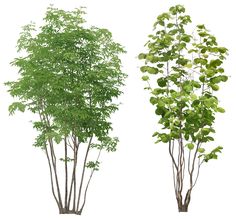 three different types of trees with green leaves on each tree and the same type of foliage