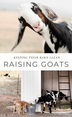 two goats eating out of buckets with the caption saying, keeping their barn clean raising goats