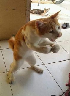 an orange and white cat standing on its hind legs