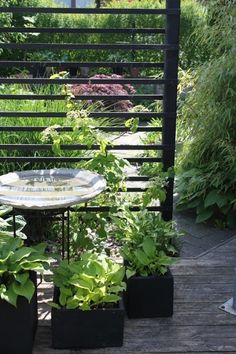 there is a small table and some plants on the deck