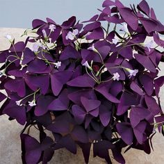 purple plant with white flowers growing out of it's center, in front of a stone wall