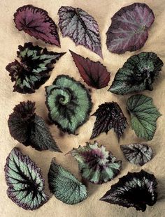 several different types of leaves laying on top of a cloth covered ground with white and purple colors