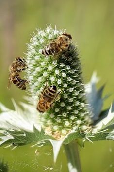 three bees are on top of a flower