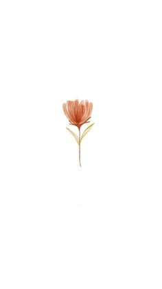 a single pink flower on a white background