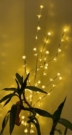 a potted plant with lights on it in front of a yellow wall and mirror