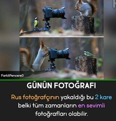 the squirrel is taking pictures with his camera