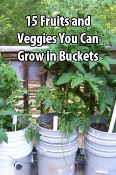 several buckets with plants growing in them and the words 15 fruits and veggies you can grow in buckets