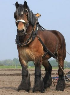 a large brown horse standing next to a plow