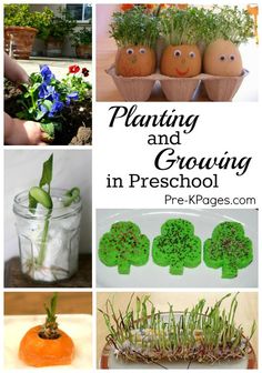 plants and growing in preschool's pots with text overlay reading planting and growing in preschool