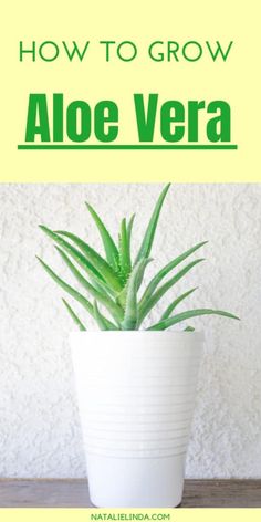 an aloe vera plant in a white pot with the words how to grow aloe vera