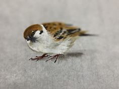 a small brown and white bird standing on top of a gray cloth covered flooring