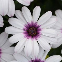 white and purple flowers with green leaves in the background