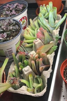 several potted plants sit on a tray next to two buckets with flowers in them