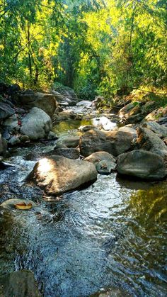 a stream running through a forest filled with lots of rocks and trees in the background