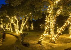 lighted trees in the park at night time