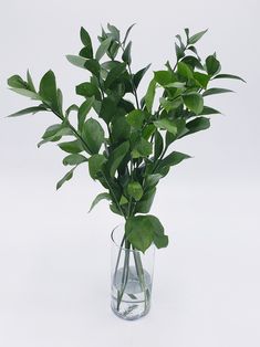 a vase filled with green leaves on top of a table