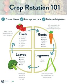 the crop rotation 101 diagram with fruits and vegetables