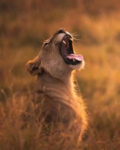 a lion cub yawns while sitting in the grass with its mouth wide open