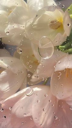 some white flowers with water droplets on them