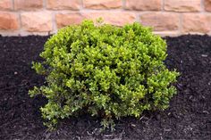 a small green bush sitting in the middle of some mulch next to a brick wall